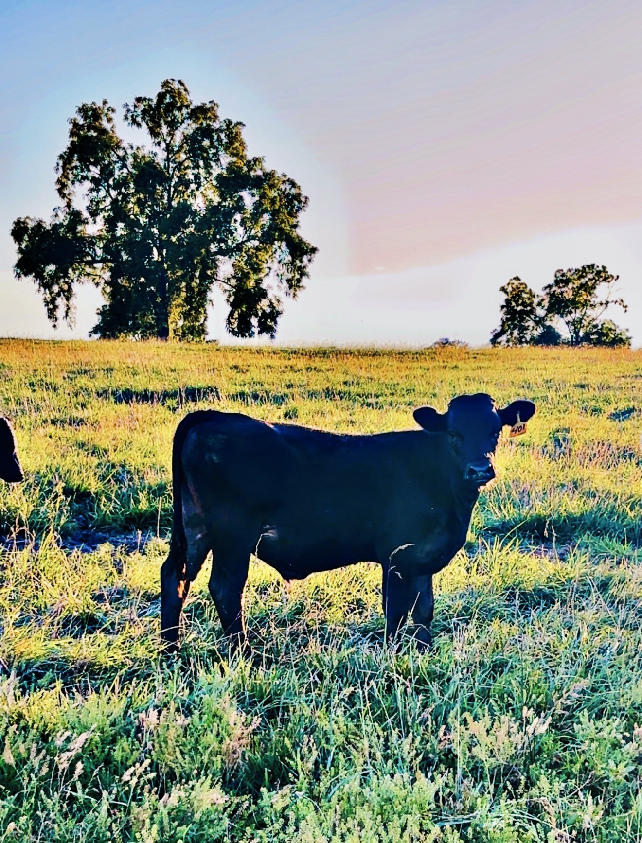 Herd Tracking & Cattle Records