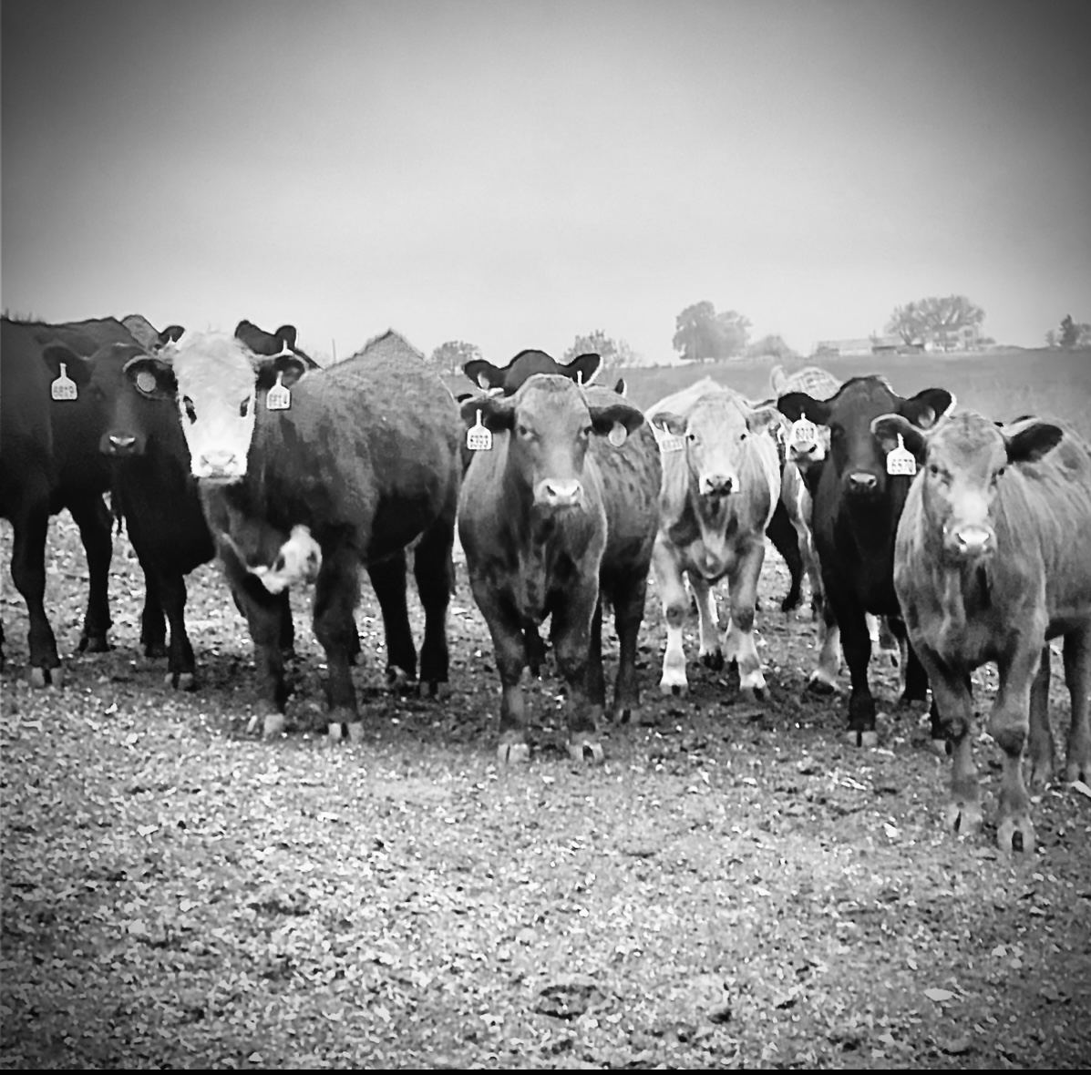 Cattle Health & Vet Med Trackers